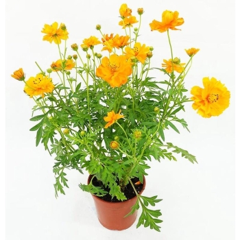 Cây sao nhái bầu đất